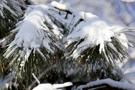Coniferous tree branch frost photo