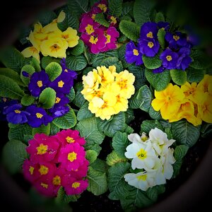 Yellow blue red violet photo