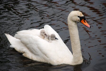 Young small mother