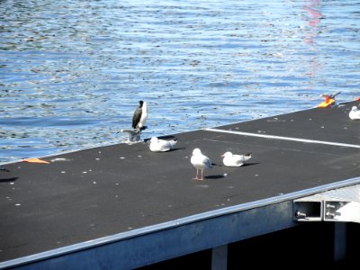 E37 Elizabeth Quay (5 July 2020) 21