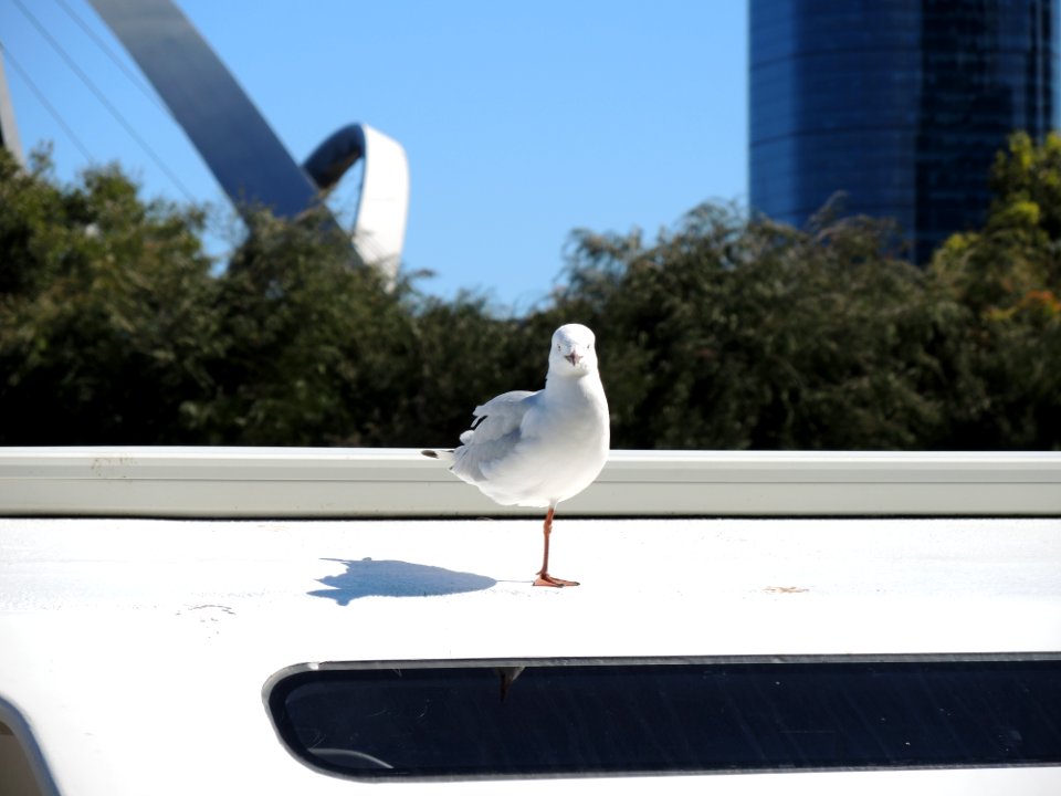 E37 Elizabeth Quay (5 July 2020) 73