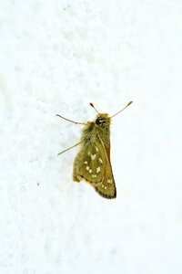 Skipper nature insect