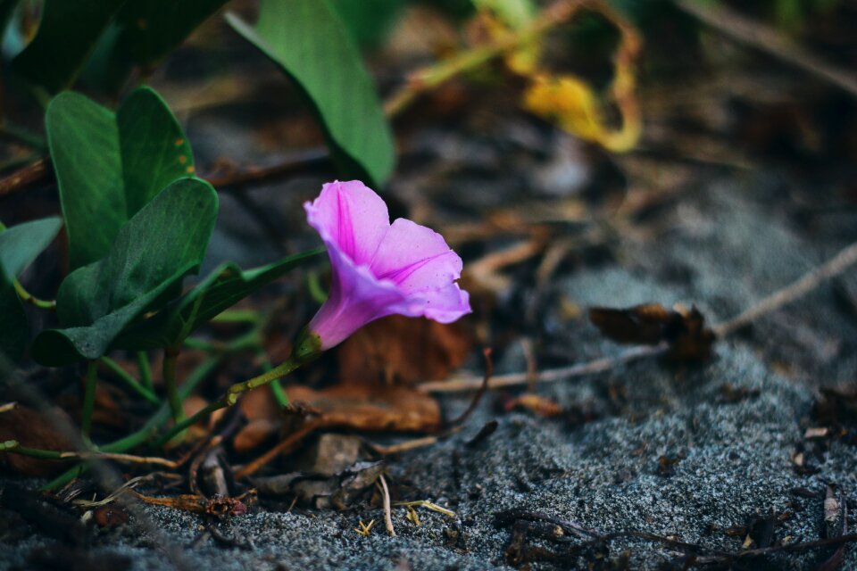 Blossom floral bloom