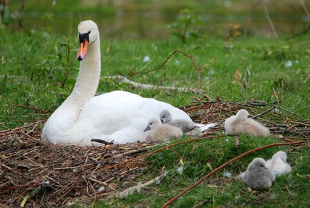 Young small mother