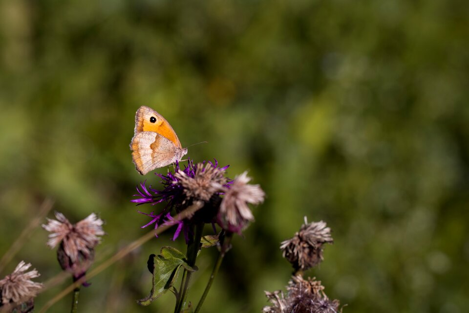 Edelfalter nature meadow