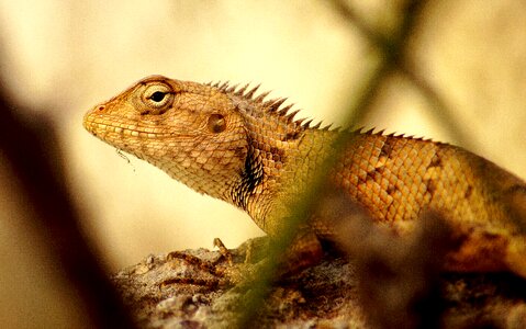 Animal nature lizard