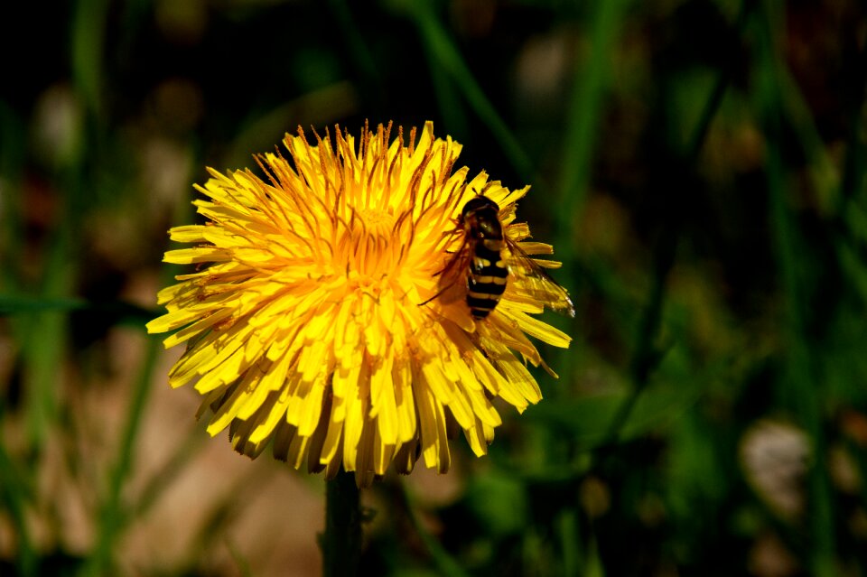 Close up insect spring