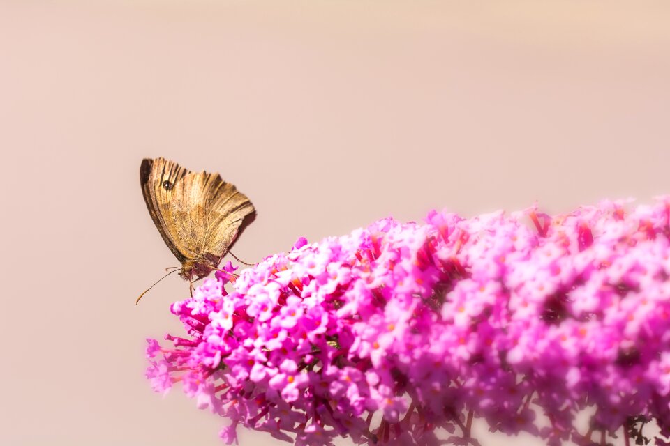 Blossom bloom butterfly