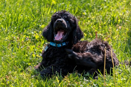 Puppy yawn black dog
