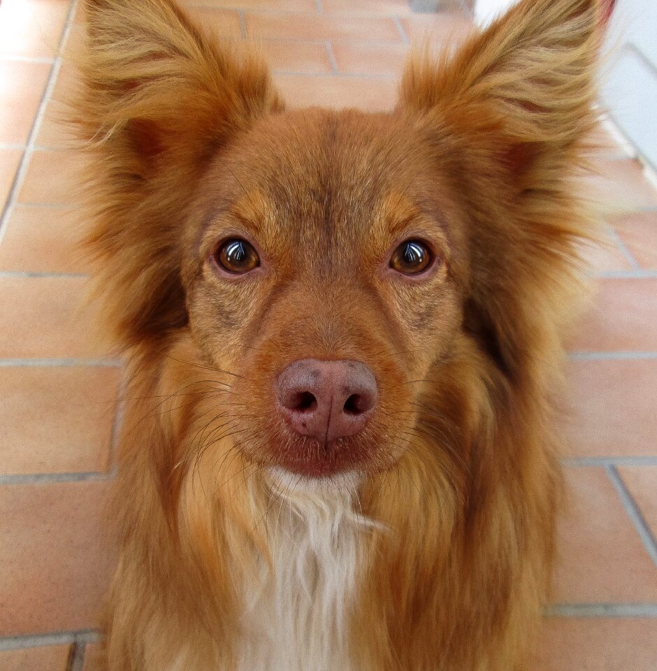 Dog eyes animals