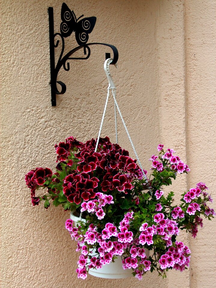 Pink flower english geranium garden