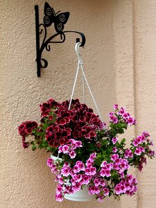 Pink flower english geranium garden photo