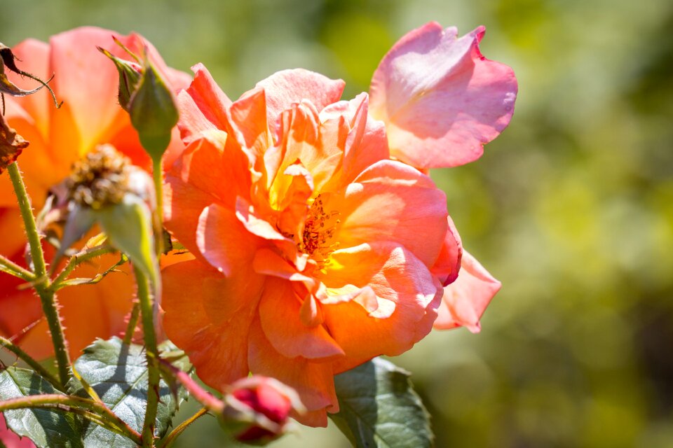 Orange orange blossom orange rose