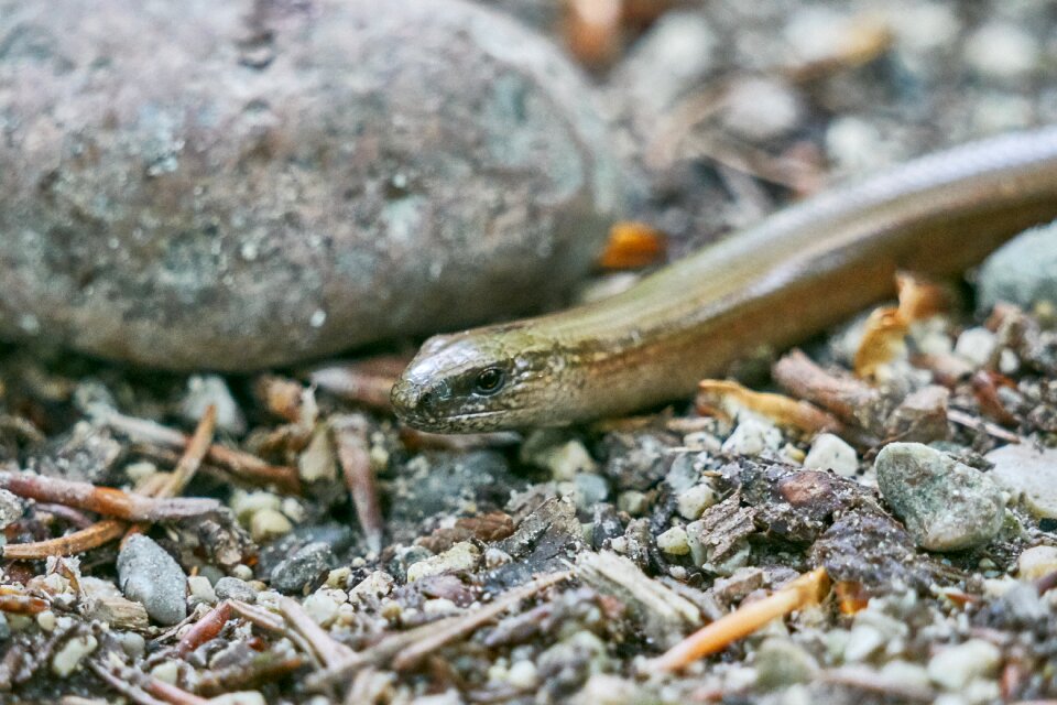 Reptile snake animal