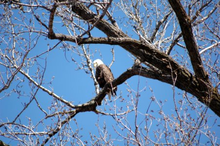 Eagel A (255438299)