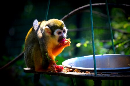 Monkey zoo food