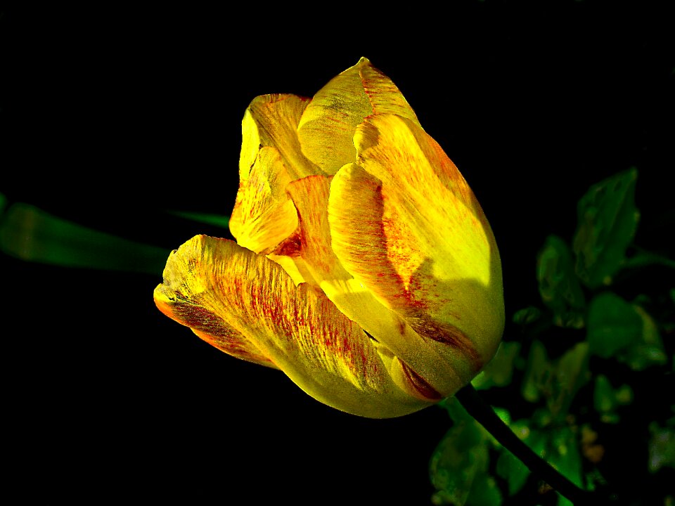 Plant flower flowers