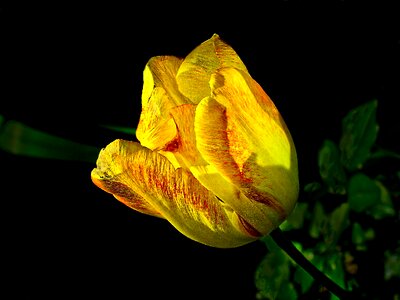 Plant flower flowers