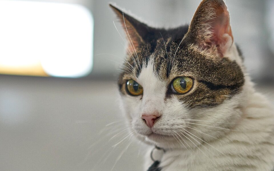 Domestic cat pet cat's eyes