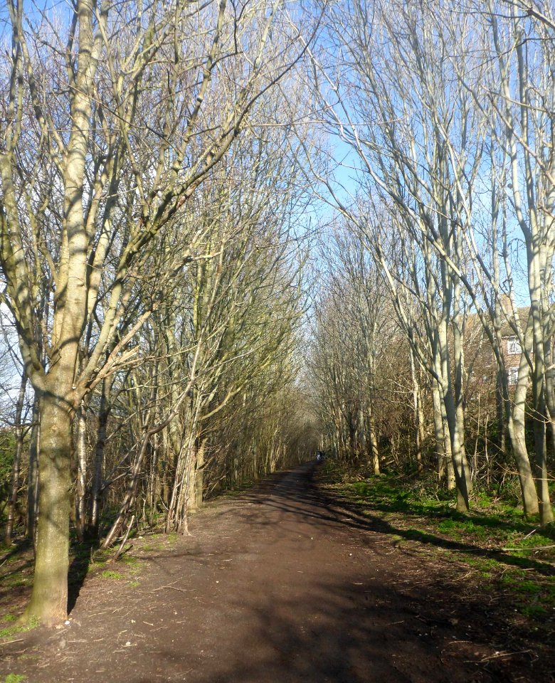 Dyke Railway Trail, off Hangleton Way, Hangleton (February 2019) (1)