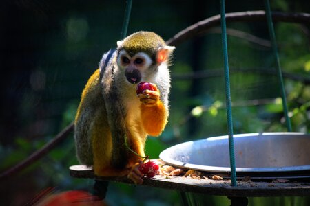 Monkey zoo food