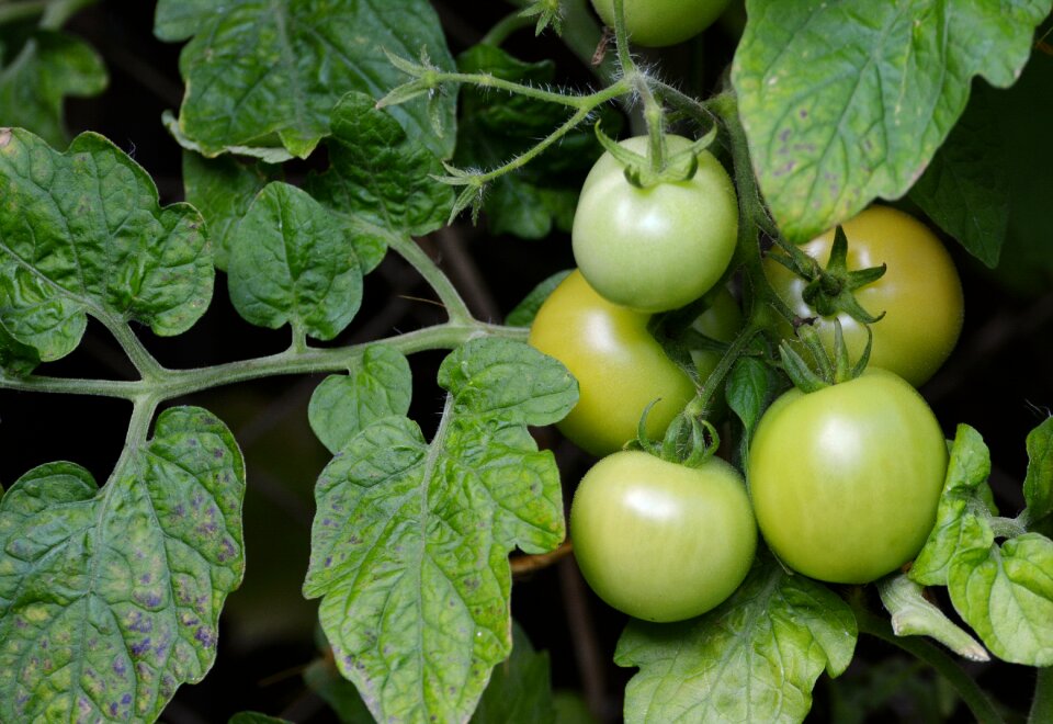 Fried green tomatoes garden vegetable growing