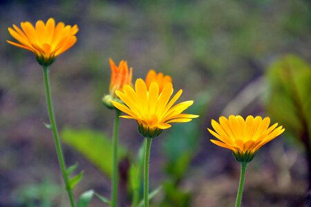 Plant summer nature photo