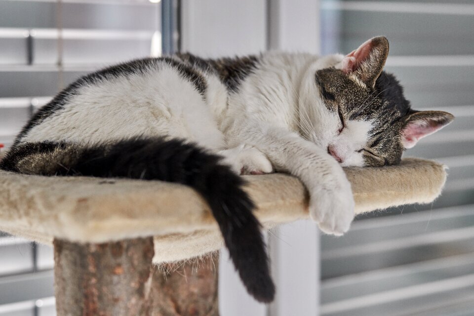 Sweet animals domestic cat