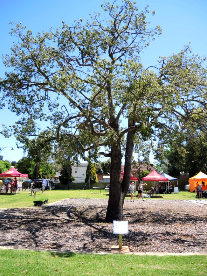 E37 Kurrajong tree relocated from Bayswater Station