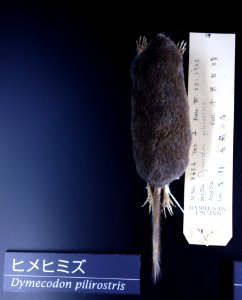 Dymecodon pilirostris - National Museum of Nature and Science, Tokyo - DSC06749
