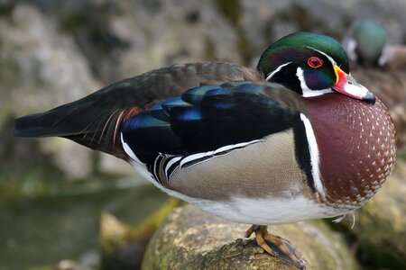 Swimming duck aix sponsa color