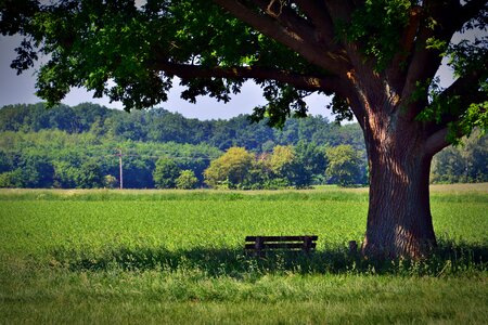 Rest shadow nature photo