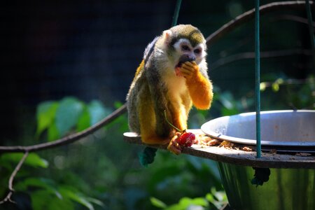 Monkey zoo food