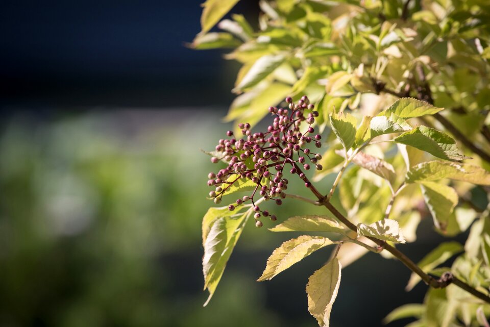 Berries elderberries bush
