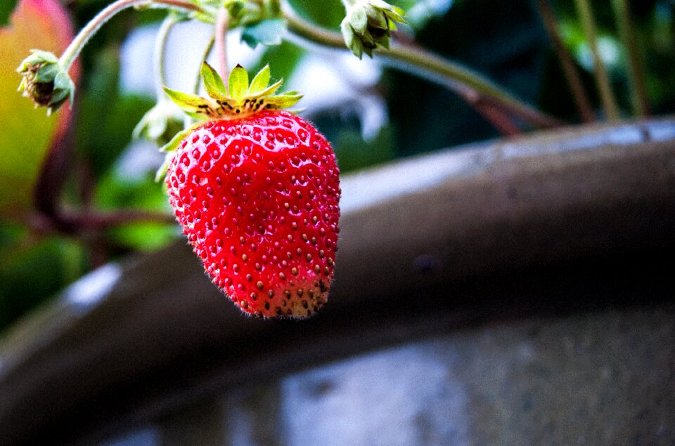 Fruit strawberries nature