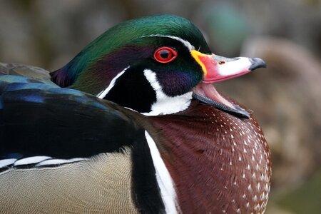 Swimming duck aix sponsa color