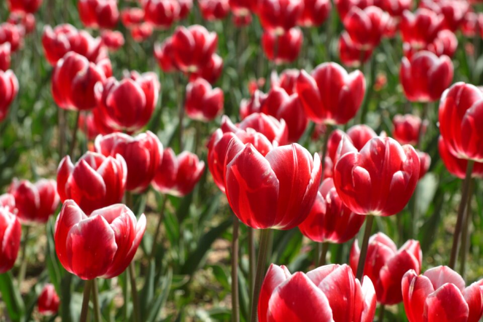 Red flowers pink flower flowers
