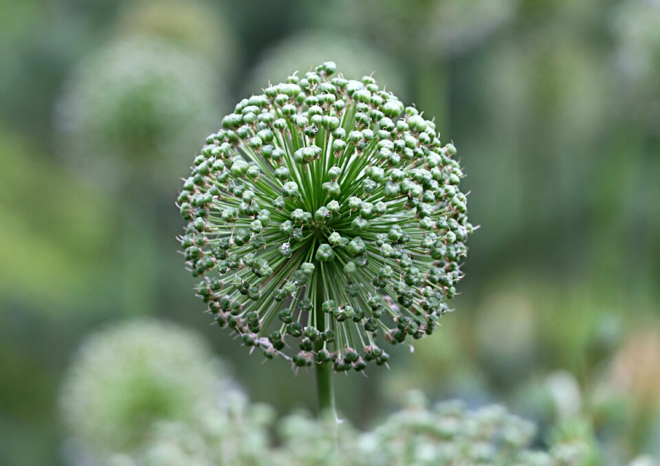 Green flower botanical garden