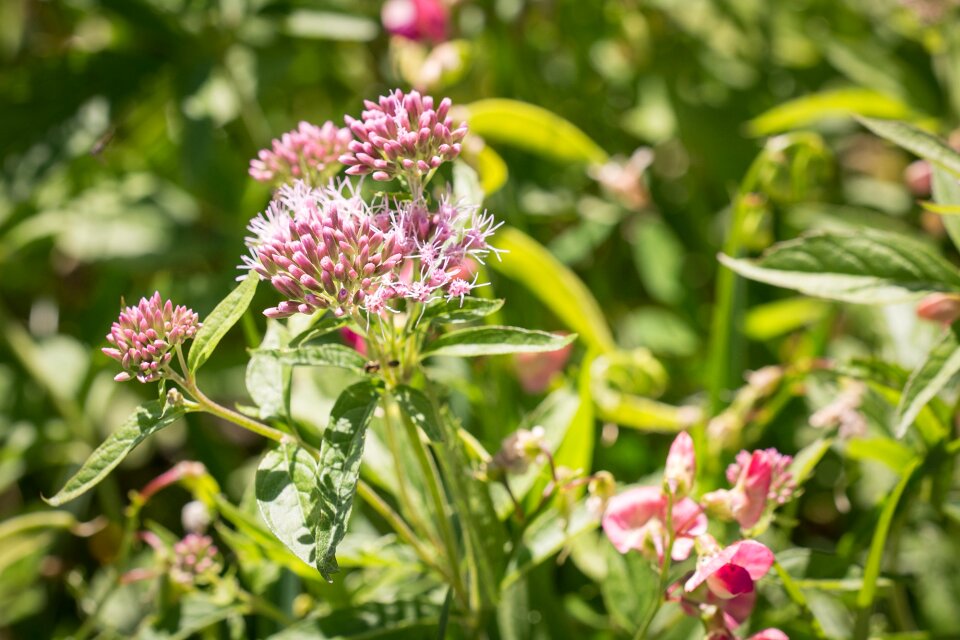 Bloom pink flower forest flower
