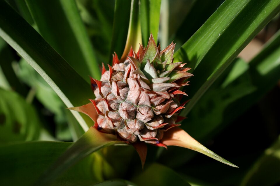 Florez nature armenia quindio