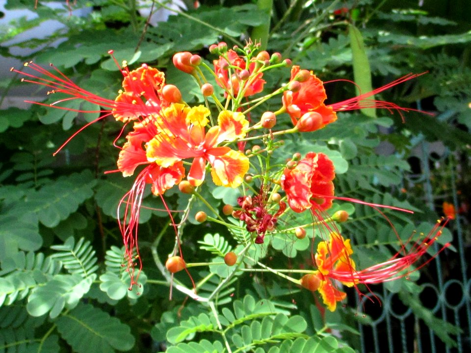 Dwarf poinciana (Caesalpinia pulcherrima) flowers