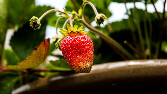 Fruit strawberries nature