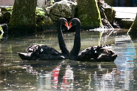 Life together black bird