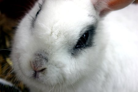 Dwarf rabbit 2014