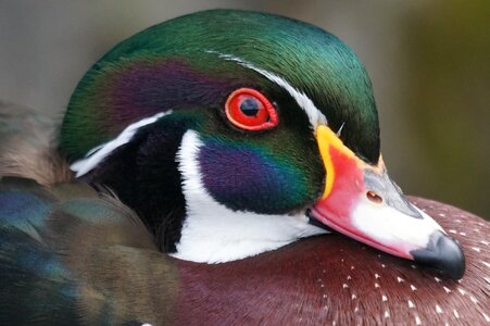 Swimming duck aix sponsa color