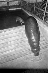Dwerg-nijlpaard geboren in Artis. Moeder en kind in nieuwe nijlpaardenhuis, Bestanddeelnr 921-7940