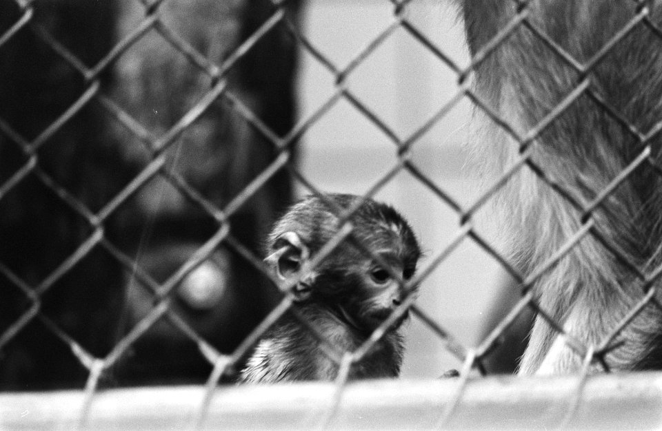 Dwerg-makako in dierentuin Artis, Bestanddeelnr 931-3886
