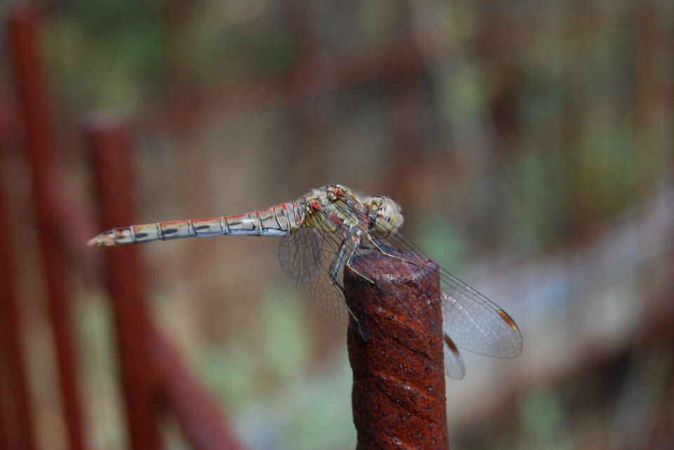 Flying insect nature insect