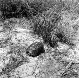Een kleine landschildpad, een lekkernij in Koffiekamp, Bestanddeelnr 252-5946
