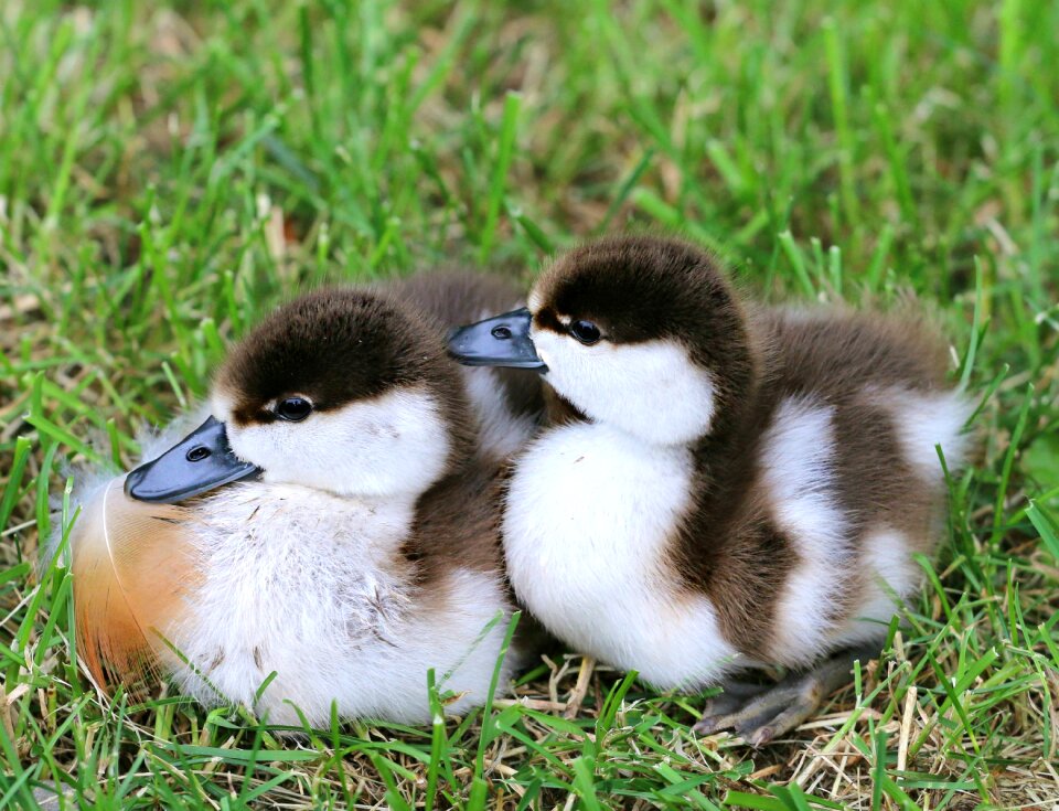 Brothers sisters birds